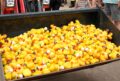Foto Eine riesige Menge gelber PlastikEnten